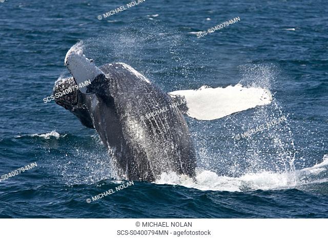 Two adult humpback whales Megaptera novaeangliae off Isla Magdalena in the Pacific Ocean, Baja California Sur, Mexico
