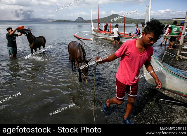 People unload horses rescued from across the lake as Taal volcano continues to spew ash and smoke In Balete, Batangas province south of Manila