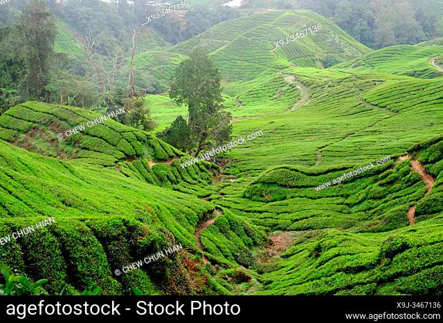Tea Plantation, Cameron Highlands, Malaysia
