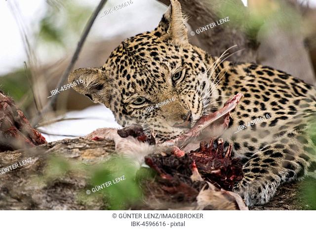 Leopard (Panthera pardus), female eats prey in tree, Mashatu Game Reserve, Tuli Block, Botswana