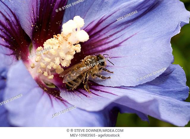 Honey Bee resting on Rose of Sharon flower UK (Apis mellifera)