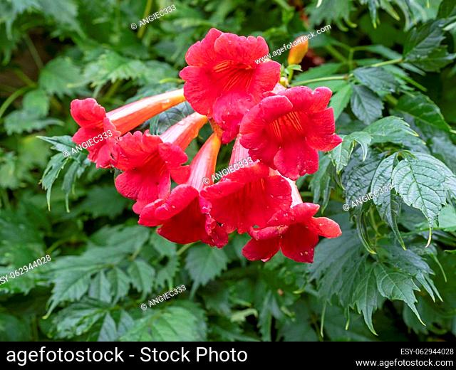 Closeup of beautiful pink red flowers of Chinese trumpet vine or trumpet creeper, Campsis grandiflora
