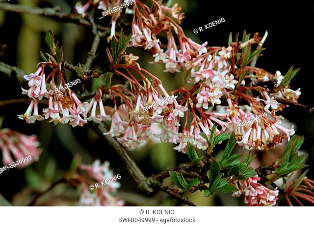 Winter Viburnum (Viburnum bodnantense 'Dawn', Viburnum x bodnantense Dawn), cultivar Dawn, blooming