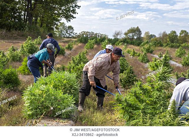 Paw Paw, Michigan - Workers harvest hemp at the Paw Paw Hemp Company. Many American farmers harvested their first crop in 2019 after growing hemp was legalized...