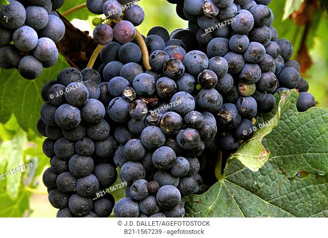 France, Aquitaine, Gironde, Merlot wine fruits, at Pomerol, on the Bordeaux wines district