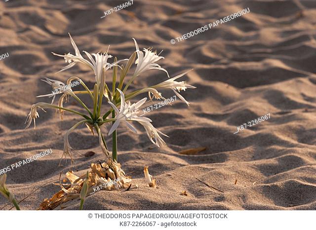 Sand dunes at Elafonisos island host a dynamic and sensitive flora ecosystem. Sea Lilys (Pancratium maritimum). The region of Elafonisos is in the European...
