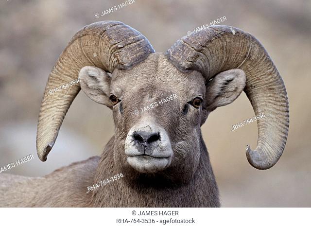 Bighorn sheep Ovis canadensis ram durng the rut, Clear Creek County, Colorado, United States of America, North America