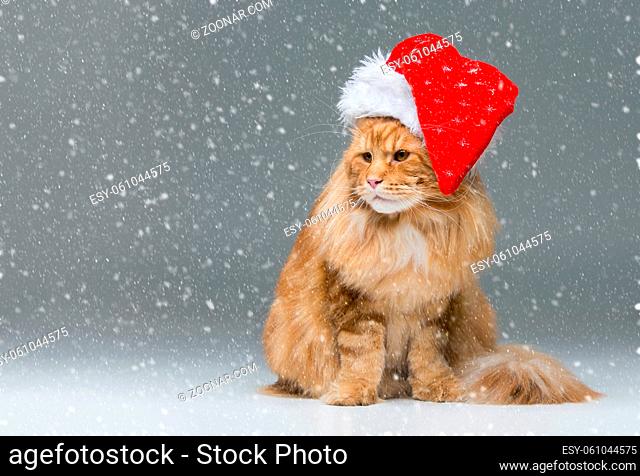 Big ginger maine coon cat in christmas santa cap sitting over snow background. Copy space