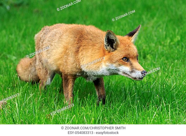 Red Fox on grass looking for food