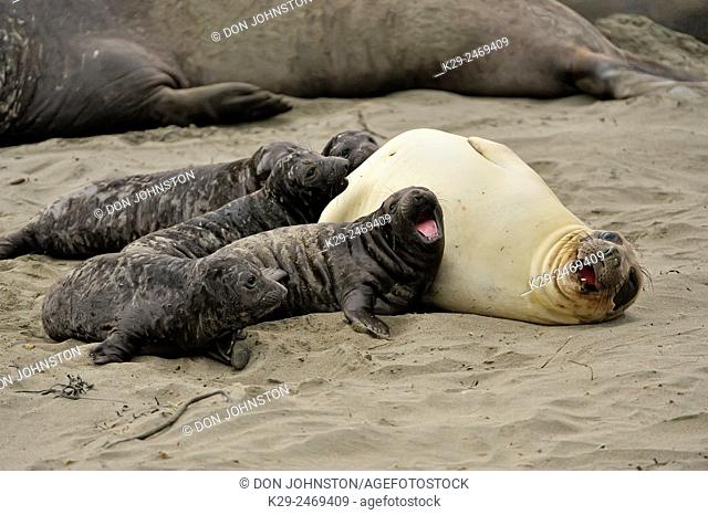 Northern elephant seal Mirounga angustirostris Female sleeping with pup in beach breeding rookery, San Simeon, Piedras Blancas Rookery, California, USA