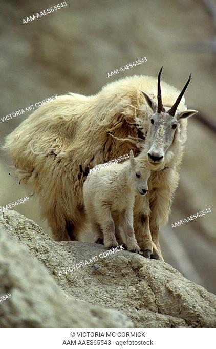 Mountain Goat with Kid (Oreamnos americanus) Jasper NP, Alberta, Canada