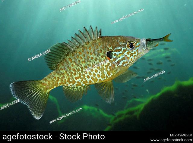 Pumpkinseed, Lepomis gibbosus. Eating a small Roach. It has been introduced in several parts of the world as a sport fish