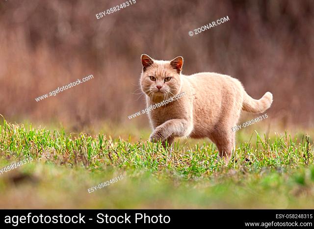 Domestic cat stalking prey in garden with copy space. Furry animal looking into the camera in autumn nature. Mammal with bright fur approaching in nature