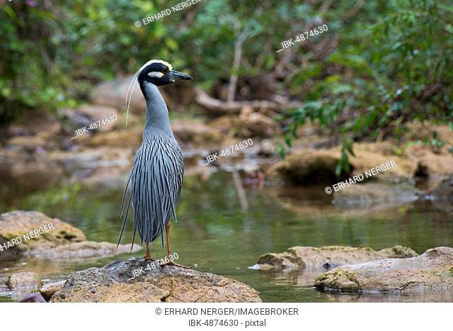 Yellow-crowned night heron (Nyctanassa violacea) stands on stone by the water, Parque Guanayara, Cuba