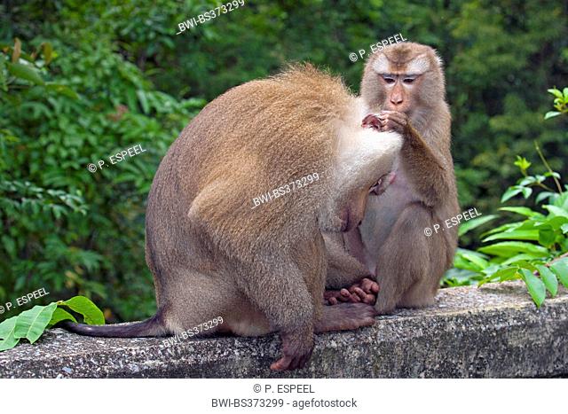 Northern pig-tailed macaque (Macaca leonina), grooming, Thailand, Khao Yai National Park