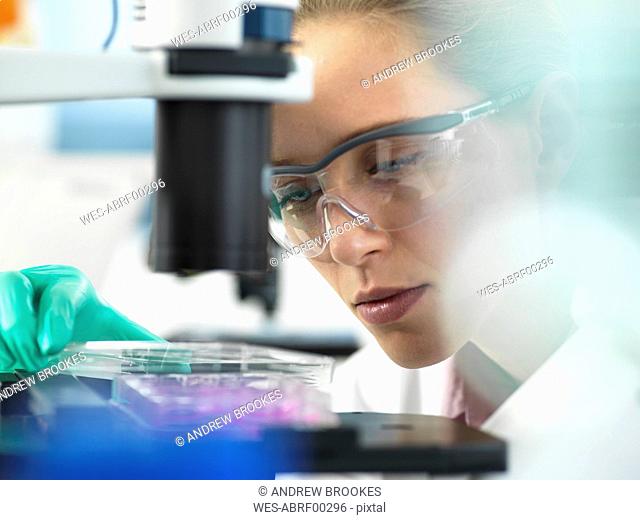 Cell Research, Scientist placing a multi well plate under the microscope ready to examine cells in the laboratory