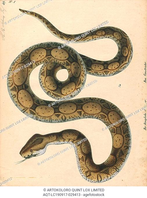 Boa constrictor, Print, The boa constrictor (Boa constrictor), also called the red-tailed boa or the common boa, is a species of large, non-venomous