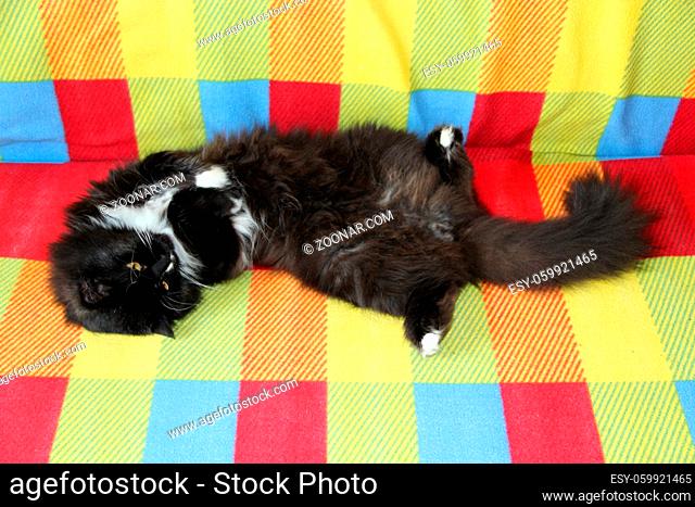 Lazy black cat laying on colored sofa. Black and white cat laying on back of sofa with colored fabric. Domectic animal has a rest