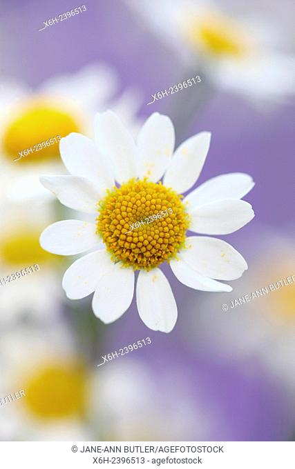 Tanacetum Corymbosum, scentless Feverfew, charming daisy-like tansy