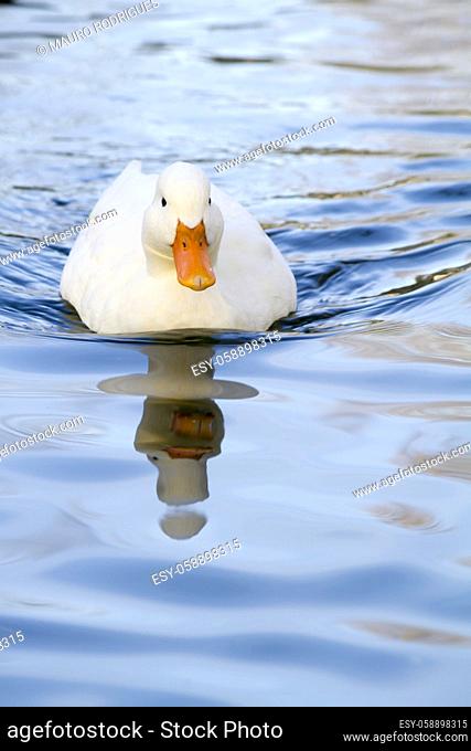 Close view of a white duck swimming on a pool
