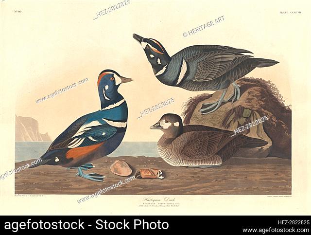 Harlequin Duck, 1836. Creator: Robert Havell