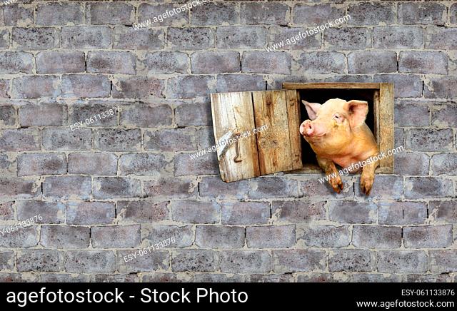 joy pig looks out from window of shed on the stony wall
