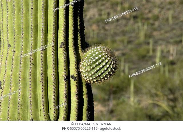 Saguaro Cacti Carnegiea gigantea budding arm, Tucson Mountain Park, Sonoran Desert, Arizona, U S A