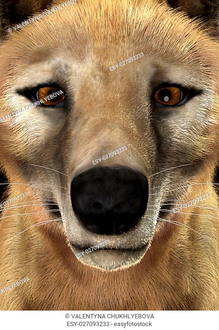 3D rendering of a head of a died animal thylacine , closeup