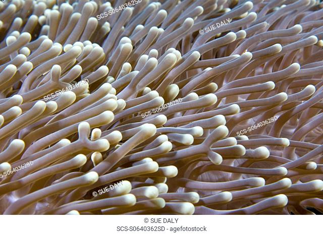 Tentacles of Magnificent Sea Anemone Heteractis magnifica Gili Islands, Lombok, Indonesia