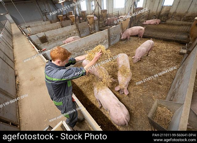 11 October 2021, Baden-Wuerttemberg, Böhmenkirch: Farmer Daniel Kaiser spreads straw in the pen of an animal welfare pig house