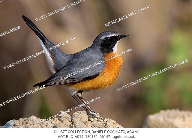 White-throated Robin perched on a rock, White-throated Robin, Irania gutturalis