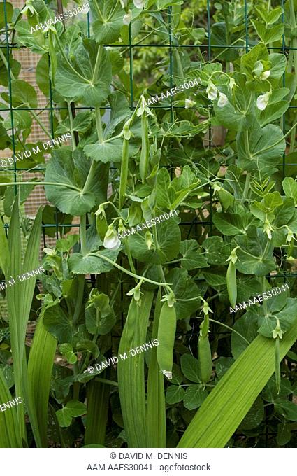 Fenced peas growing in home garden, Long Island, NY