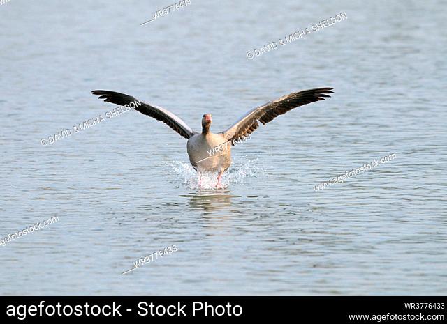 Wild Goose (Anser anser) landing on water