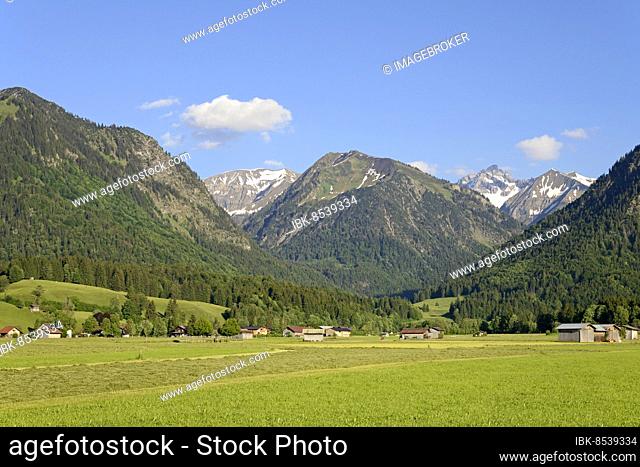 View from the Loretto meadows to the hay harvest and to the mountain Riefenkopf 1748 m, Oberstdorf, Allgäu Alps, Allgäu, Bavaria