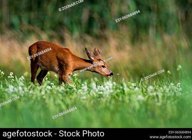 Elegant roe deer, capreolus capreolus, doe stretching neck and sniffing a flower on blooming meadow in summer. Gentle female mammal with orange fur standing on...