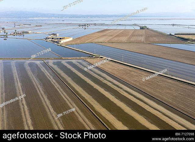 Flooded rice fields in May, the tracks are caused by a tractor sowing rice seeds, the dry patches are experimentally cultivated with dryland rice, aerial view