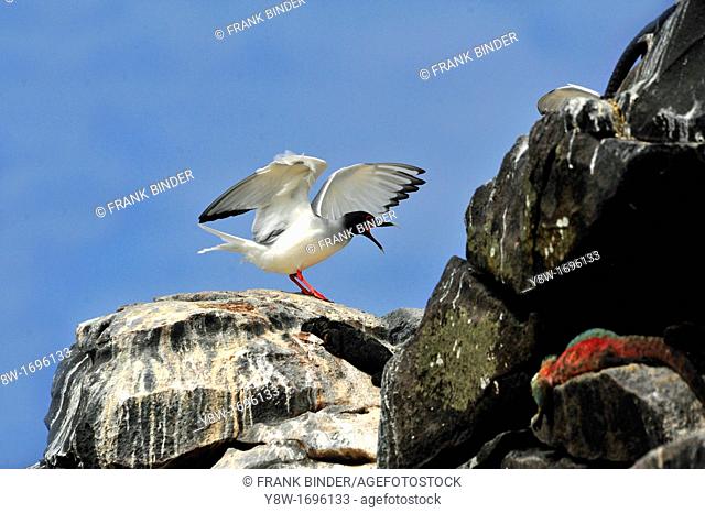 Swallow Tailed Gull in Galapagos Islands