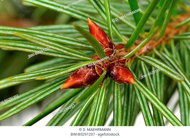 Douglas fir (Pseudotsuga menziesii), branch with buds