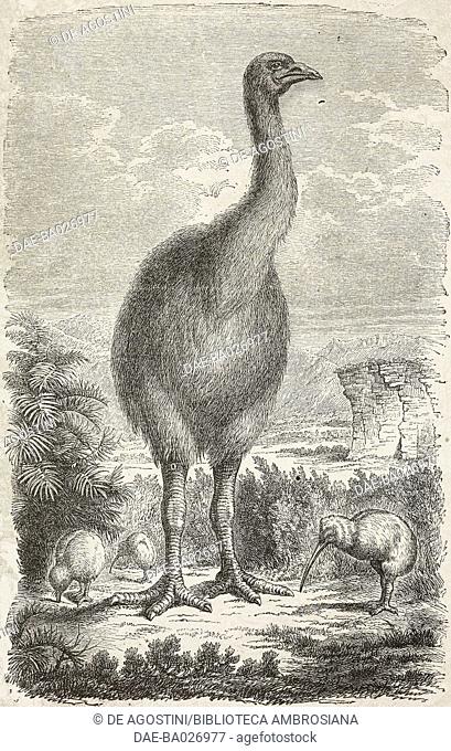 Kiwi and moa, from Travel in New Zealand (1858-1860) by Ferdinand von Hochstetter (1829-1884), drawing by F de Hochstetter, from Il Giro del mondo (World Tour)