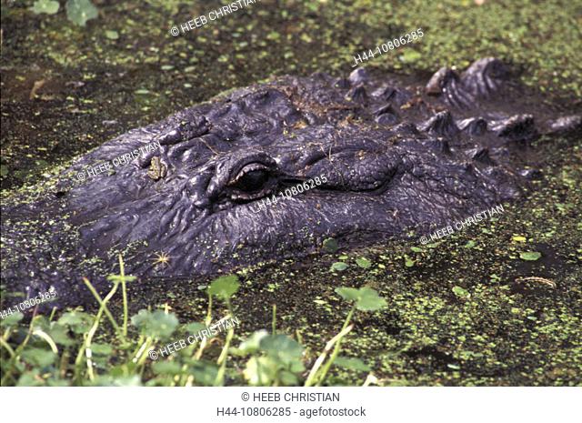 American Alligator, crocodile, animal, animals, Lake Martin, Cypress Island, frog, head, Louisiana, marsh, USA, Amer