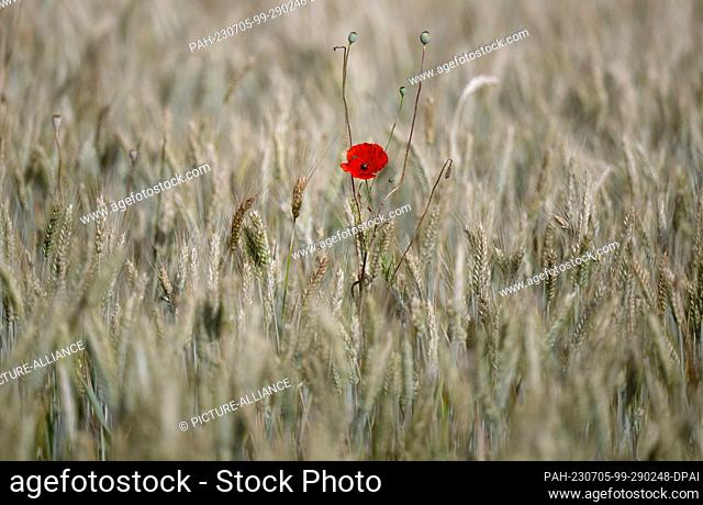 05 July 2023, Bavaria, Baldham: A poppy is seen in a field of barley during the annual harvest press trip of the Bavarian Farmers' Association and the Ministry...