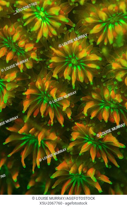 Hard coral Galaxea astreata feeding polyps at night fluorescing orange and green under blue light