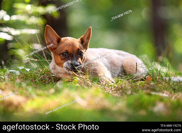 lying Australian Cattle Dog puppy