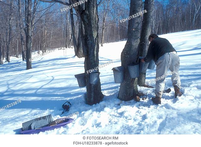 maple syrup, winter, VT, Westford, Vermont, Man hangs buckets on maple trees for collecting sap at sugaring time in early spring