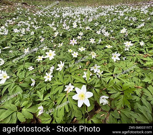 Wood anemone (Anemone nemorosa) in the wood in Scania, Sweden
