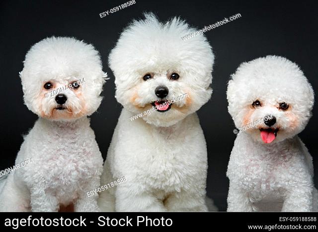 three beautiful bichon frisee dogs sitting over black background. copy space