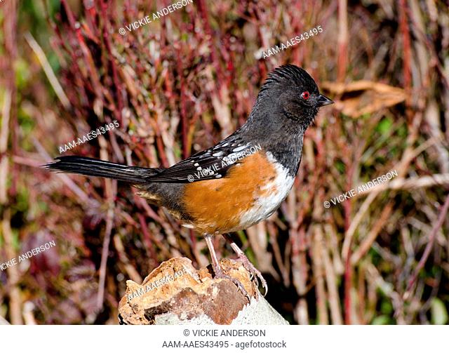 Spotted Towhee, Pipilo maculates, male, winter, Western Washington