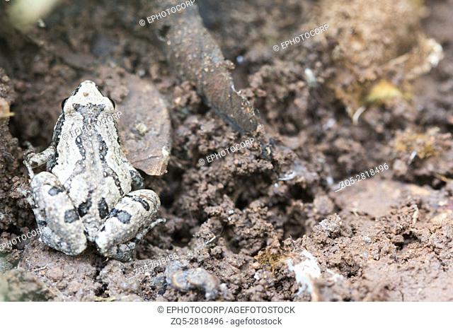 Narrowmouthed frog, Microhyla sp., Barnawapara WLS, Chhattisgarh. Family MicrohylidaeÂ and consists of a number of diminutive frogs