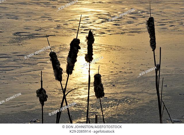 Receding ice on Kelly Lake at spring break-up with cattails, Greater Sudbury, Ontario, Canada