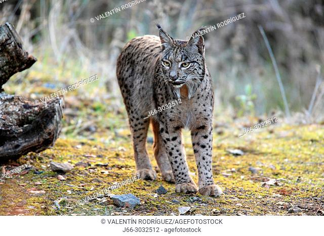 Iberian lynx (Lynx pardinus) in Sierra Morena. Andalucía